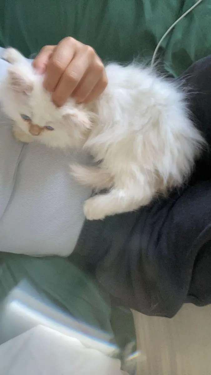  Premium Persian Sami Punch Face Kitten Available for Sale  — photo 2