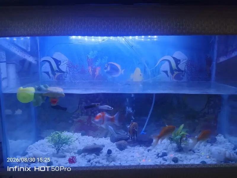 fish Equairium with fishes — photo 4