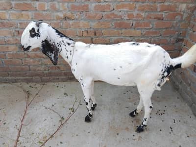 Goat for sale