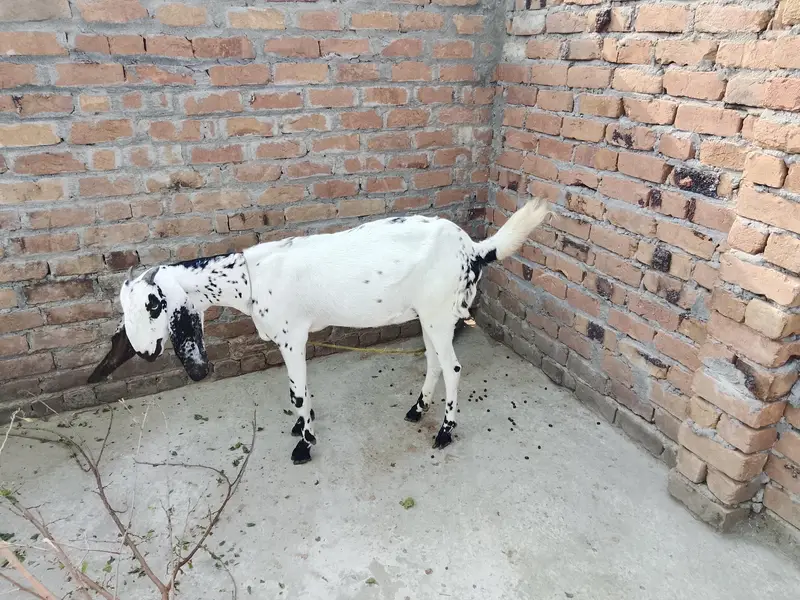 Goat for sale — photo 2