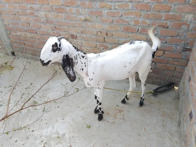 Goat for sale — photo 3