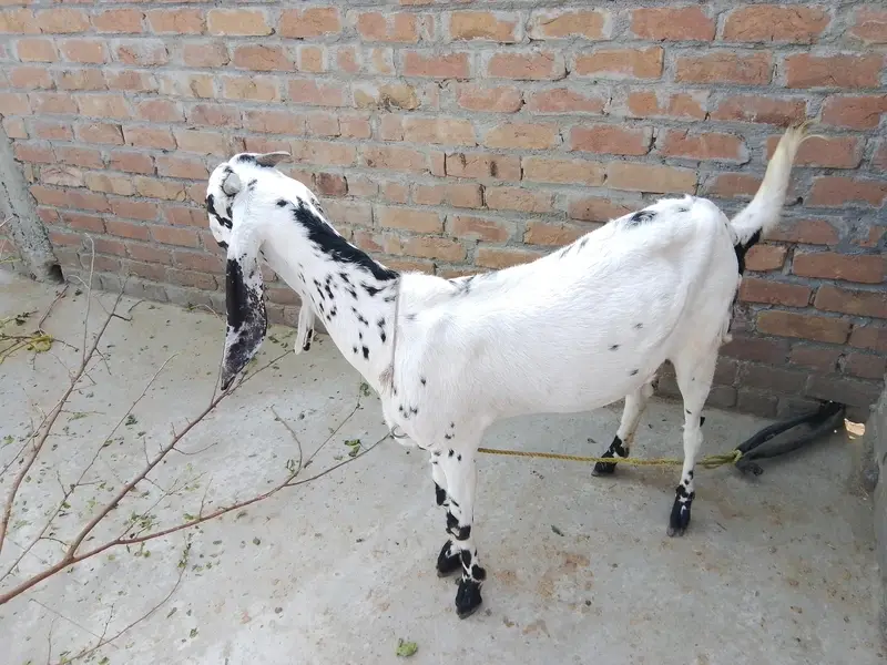 Goat for sale — photo 4
