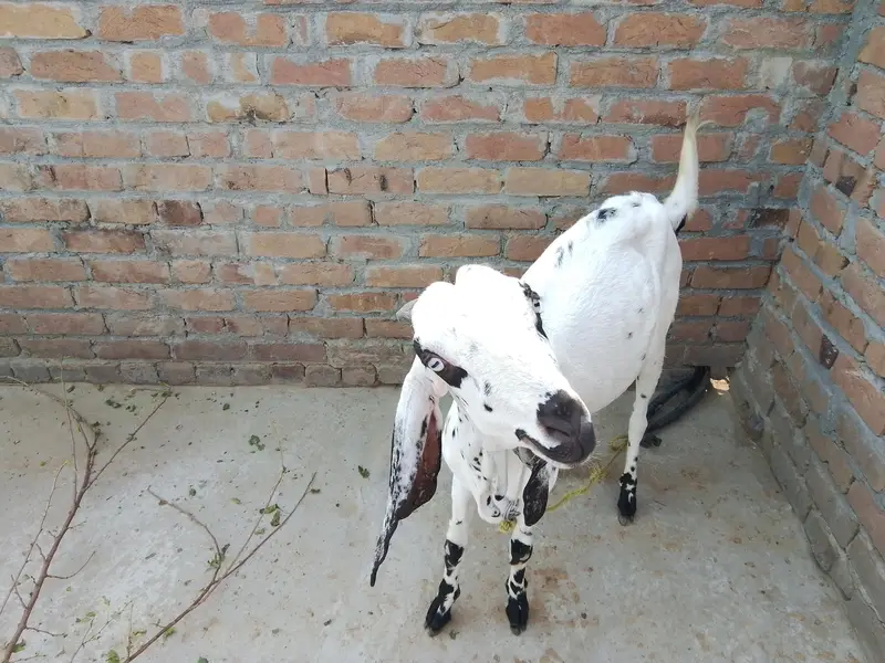 Goat for sale — photo 5