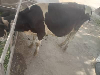 Wacha for sale