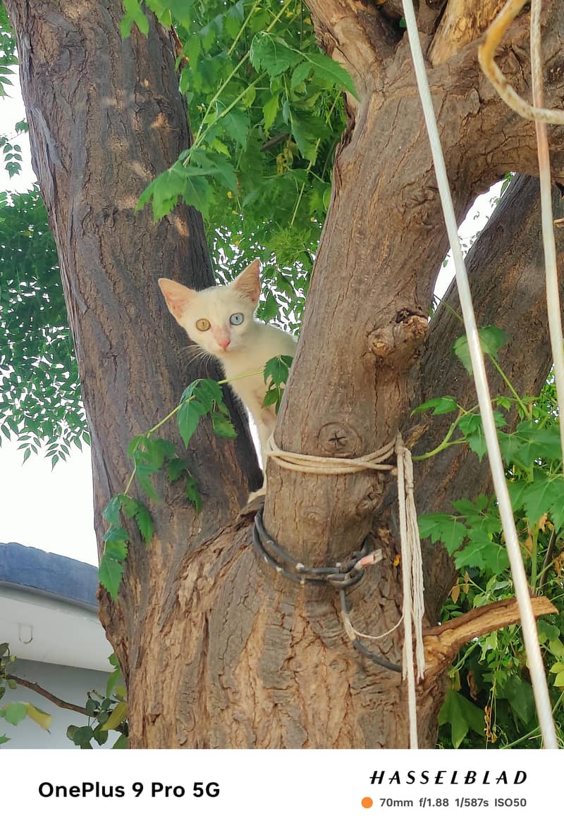 cat  0