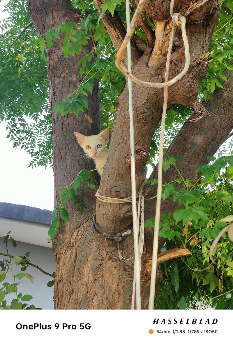 cat  2