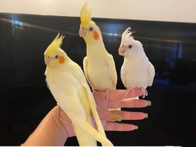 COCKTAIL Common white TAME  female  available for sale