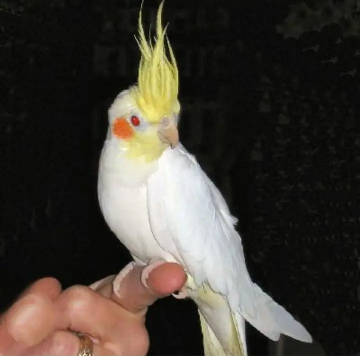 COCKTAIL Common white TAME  female  available for sale — photo 2