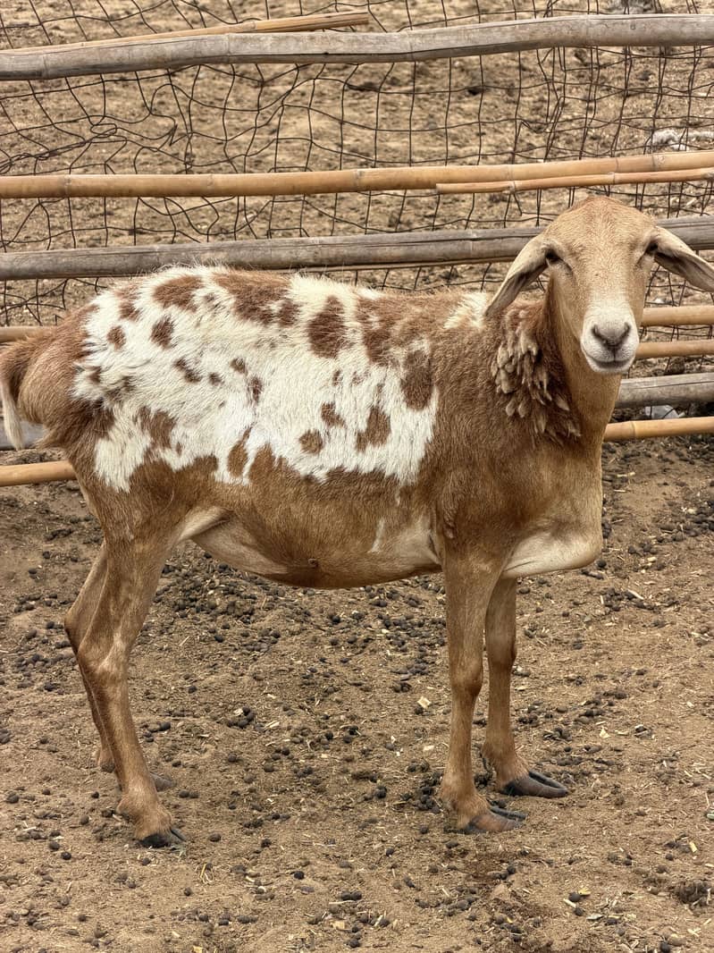 Sudani sheep 0