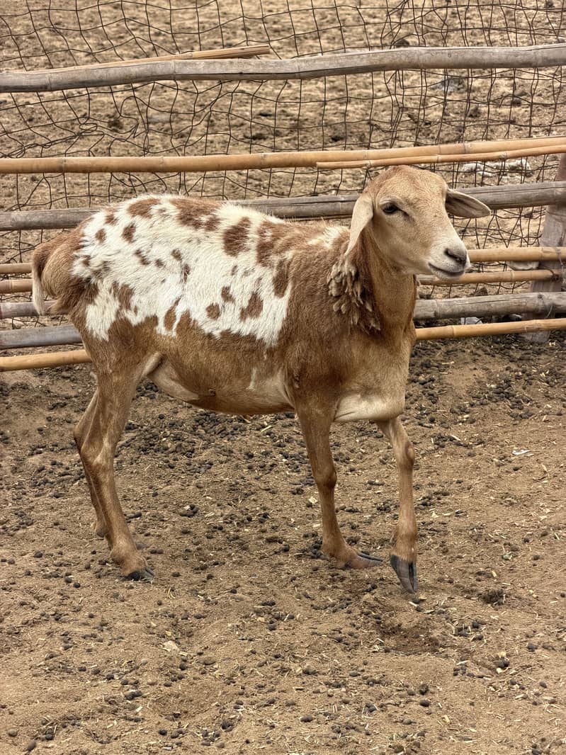 Sudani sheep 1