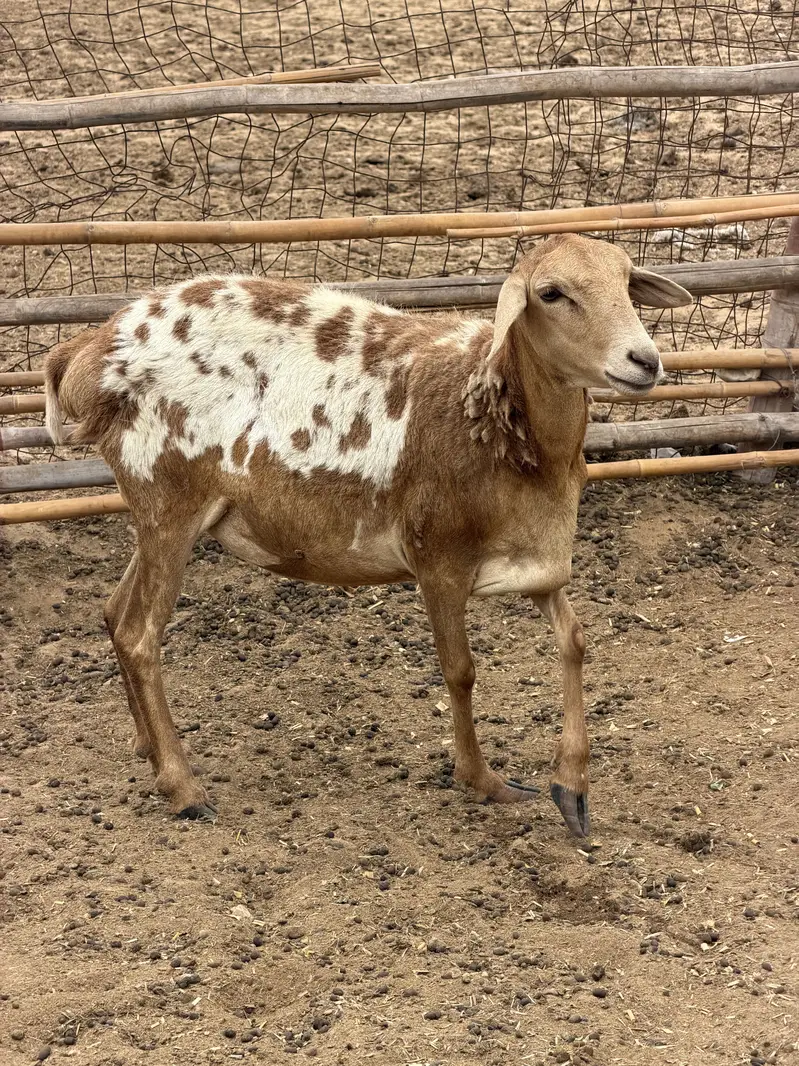 Sudani sheep — photo 2