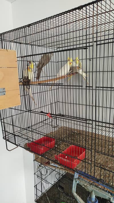 cockatiel 2 cream &  1 grey pair