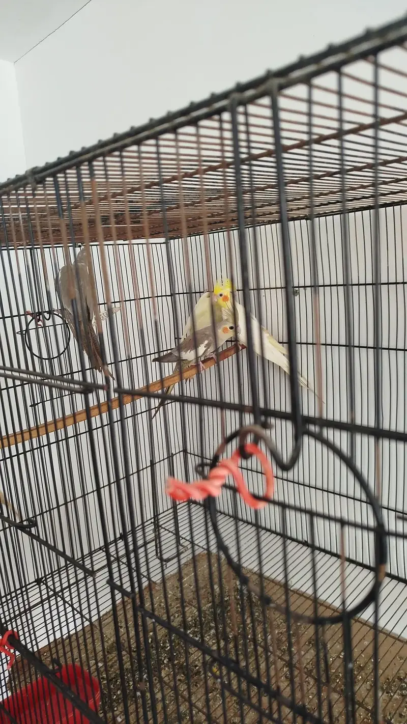 cockatiel 2 cream &  1 grey pair — photo 2