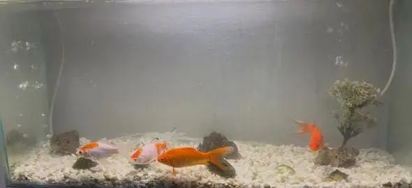 4 Gold fishes with 3FT aquarium with accerories — photo 2