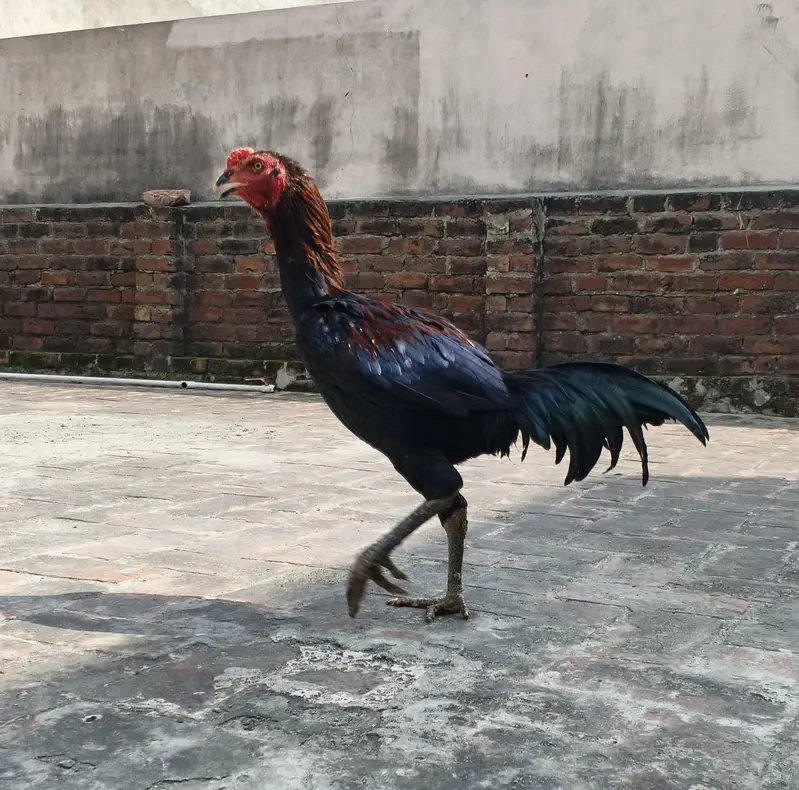 Cross thai aseel murgha for sale- Long height good quality — photo 3
