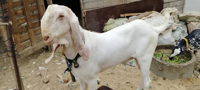 2 dant ando khubsurat Monda bakra