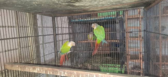 Conure and cocktail breader setup for sale. . . .