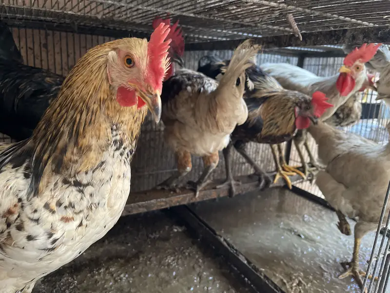 Mix 15 male & female — photo 2