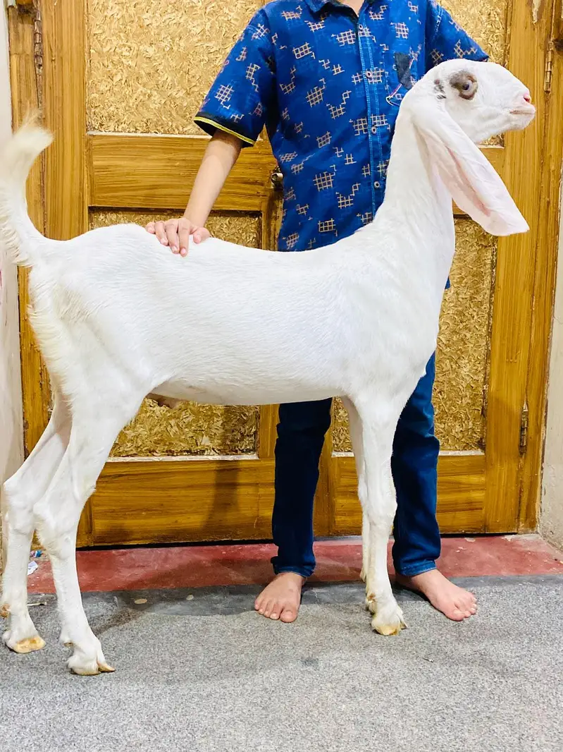 bakra