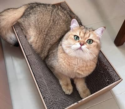 Imported British shorthair