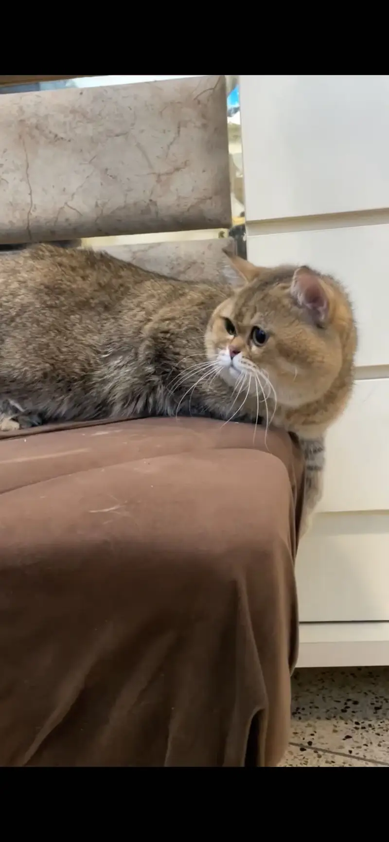 Imported British shorthair — photo 2