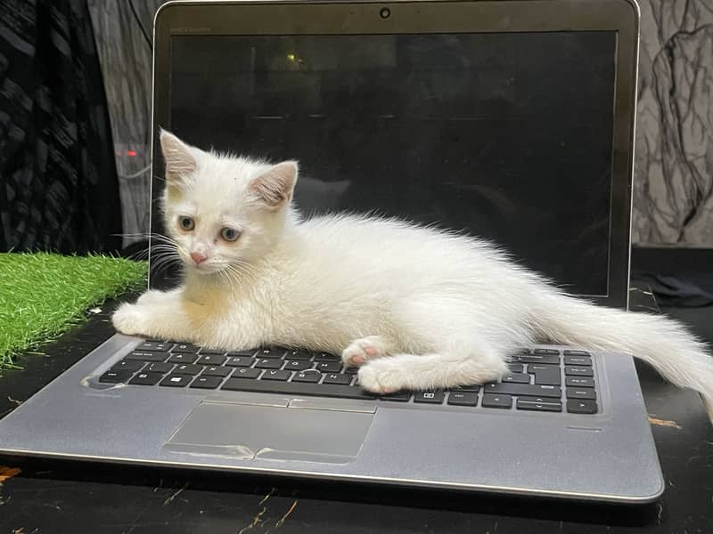 Persian kittens 0