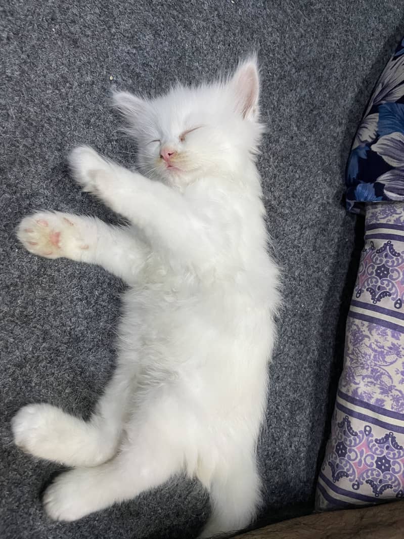 Persian kittens 1