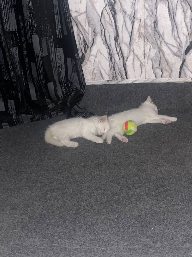 Persian kittens 2