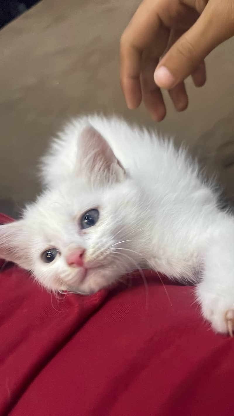 Persian kittens 4