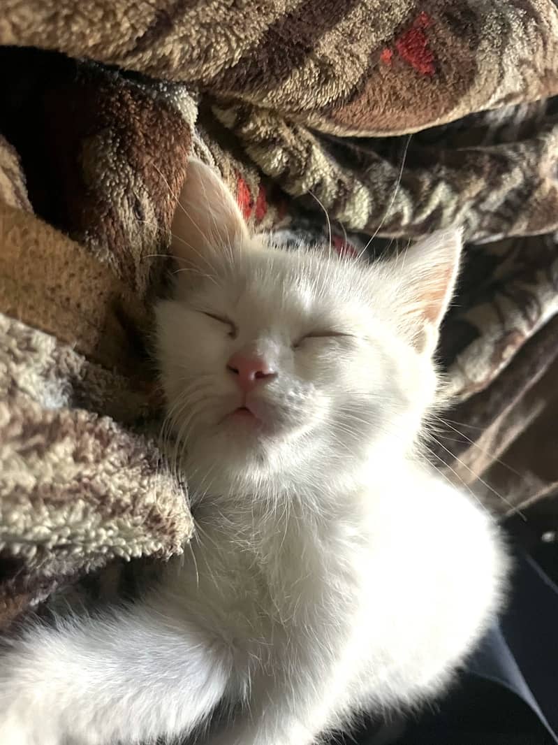 Persian kittens 6
