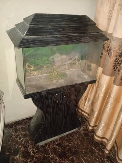 big size fish aquarium
