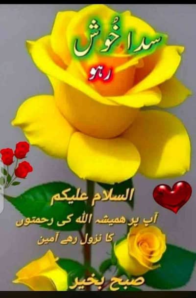 Adeel ahmed 