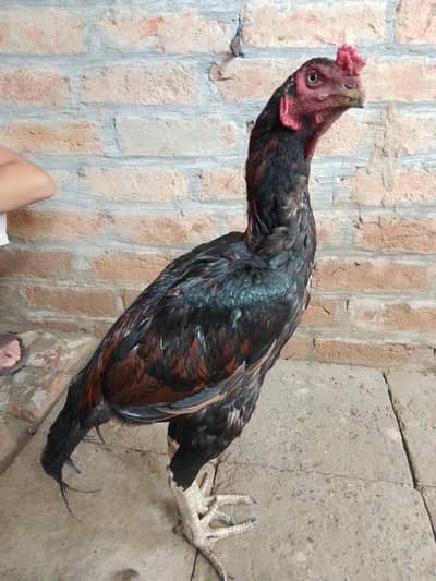 murga or murgi jora