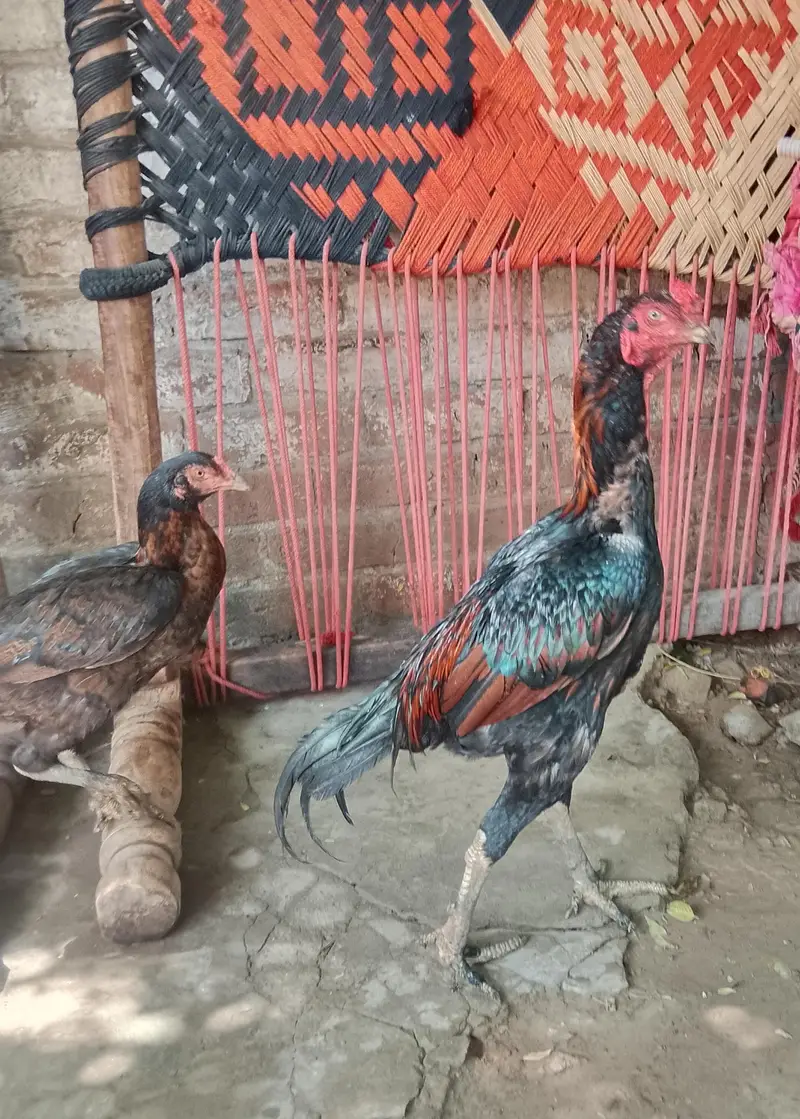 murga or murgi jora — photo 2