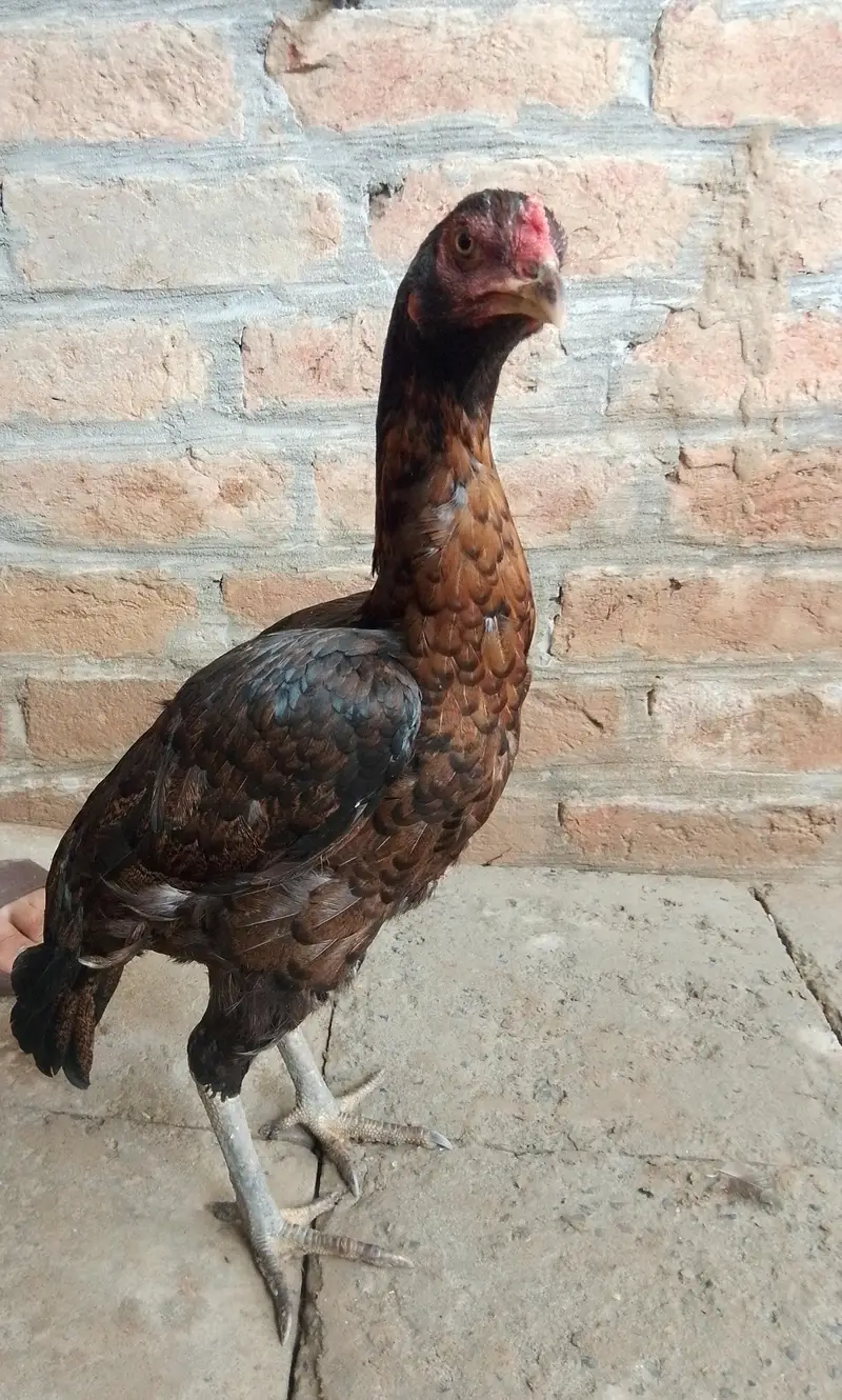 murga or murgi jora — photo 3