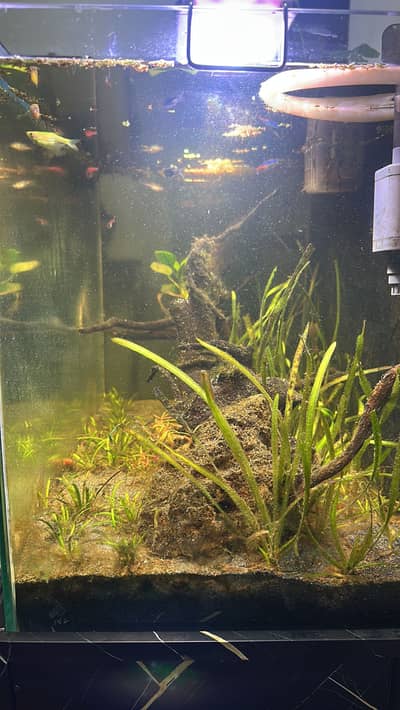 Planted aquarium