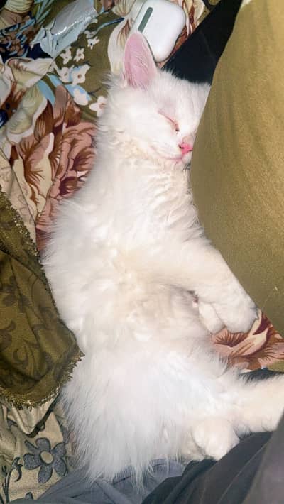 Long Coat Persian Female