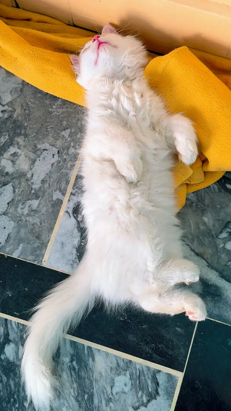 Long Coat Persian Female — photo 3