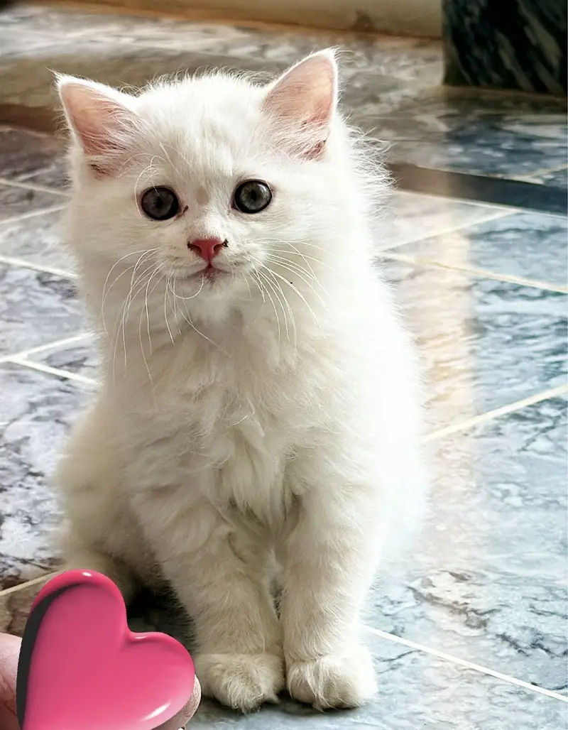 Long Coat Persian Female — photo 4
