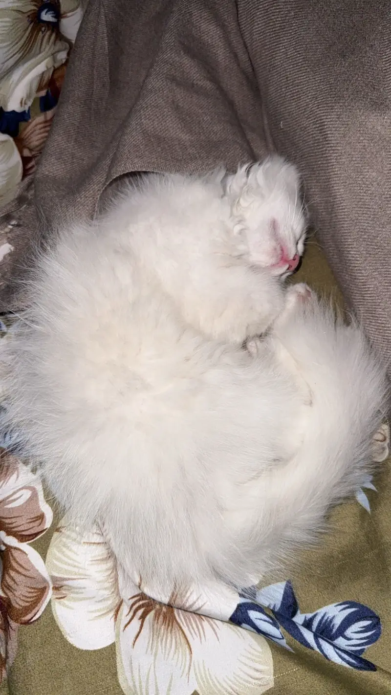Long Coat Persian Female — photo 5