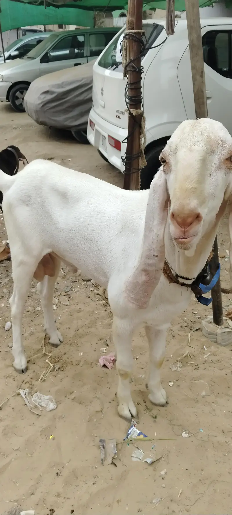 2 dant ando khubsurat Monda bakra — photo 4