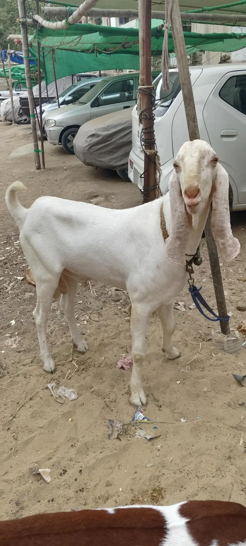 2 dant ando khubsurat Monda bakra — photo 5