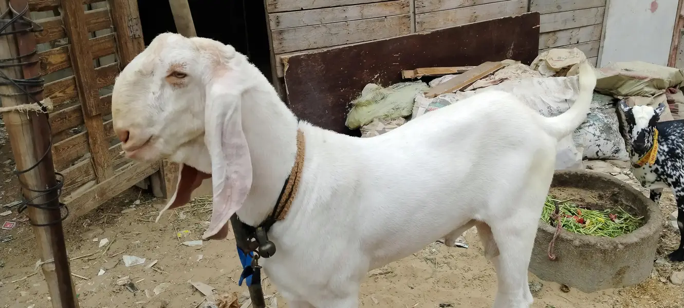 2 dant ando khubsurat Monda bakra — photo 6