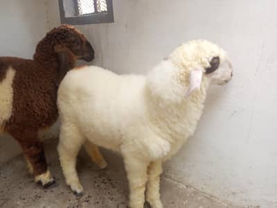 dumba available for sale