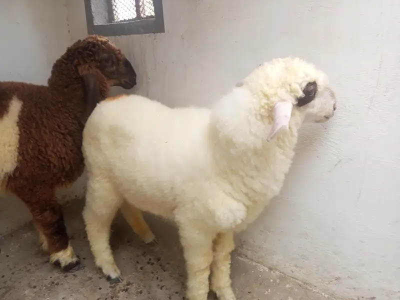 dumba available for sale