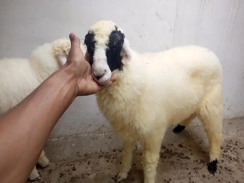 dumba available for sale — photo 2