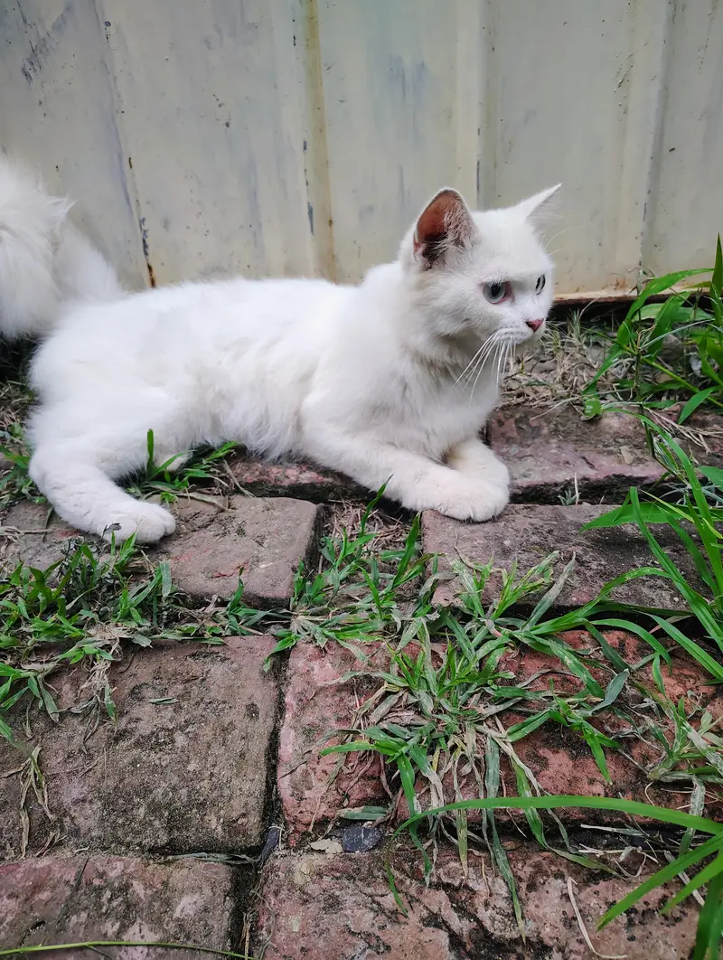 Persian cats | Male persian cats | breeder | cat for sale — photo 4
