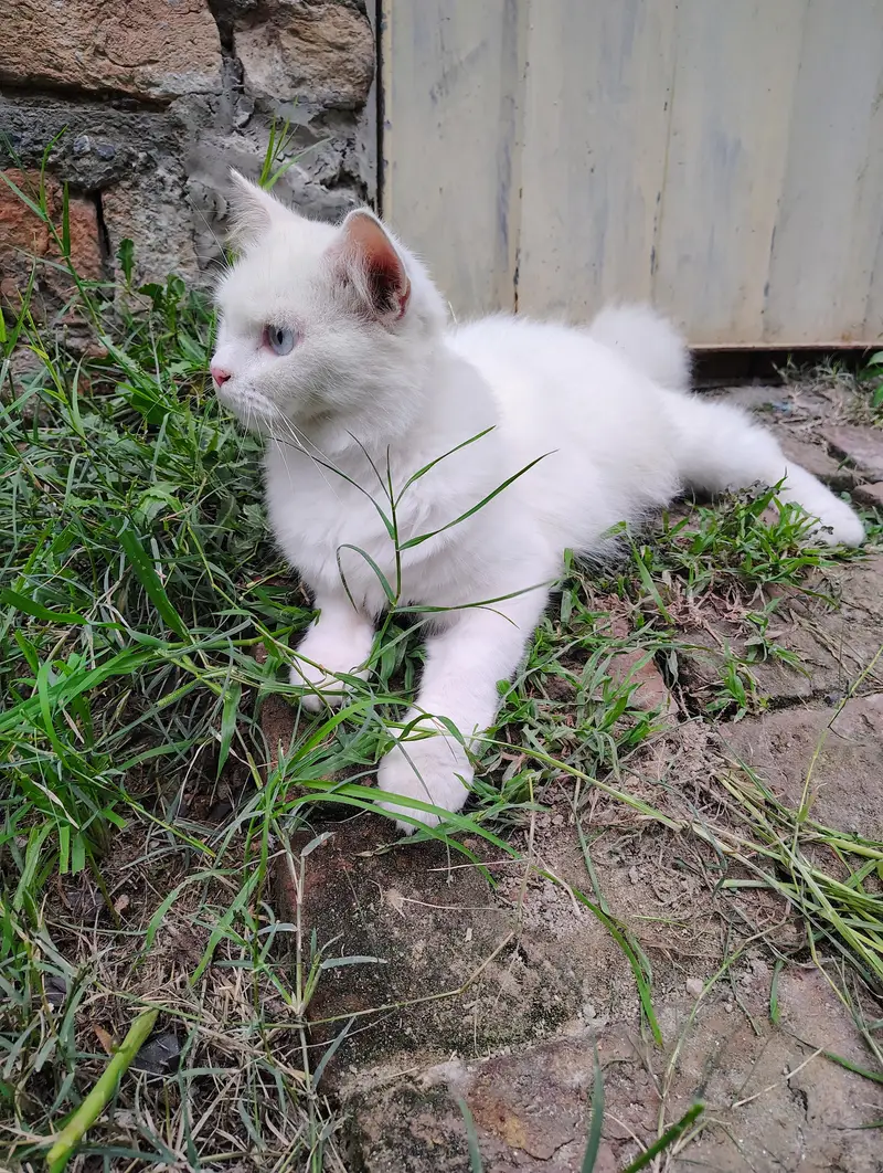 Persian cats | Male persian cats | breeder | cat for sale — photo 5