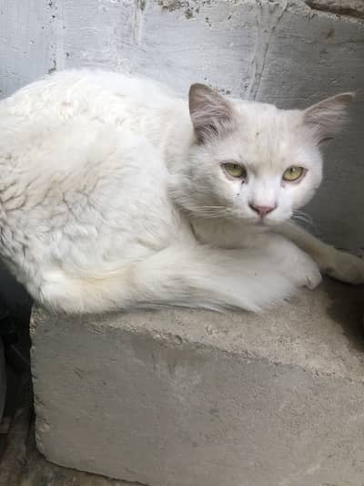 Cat for sale