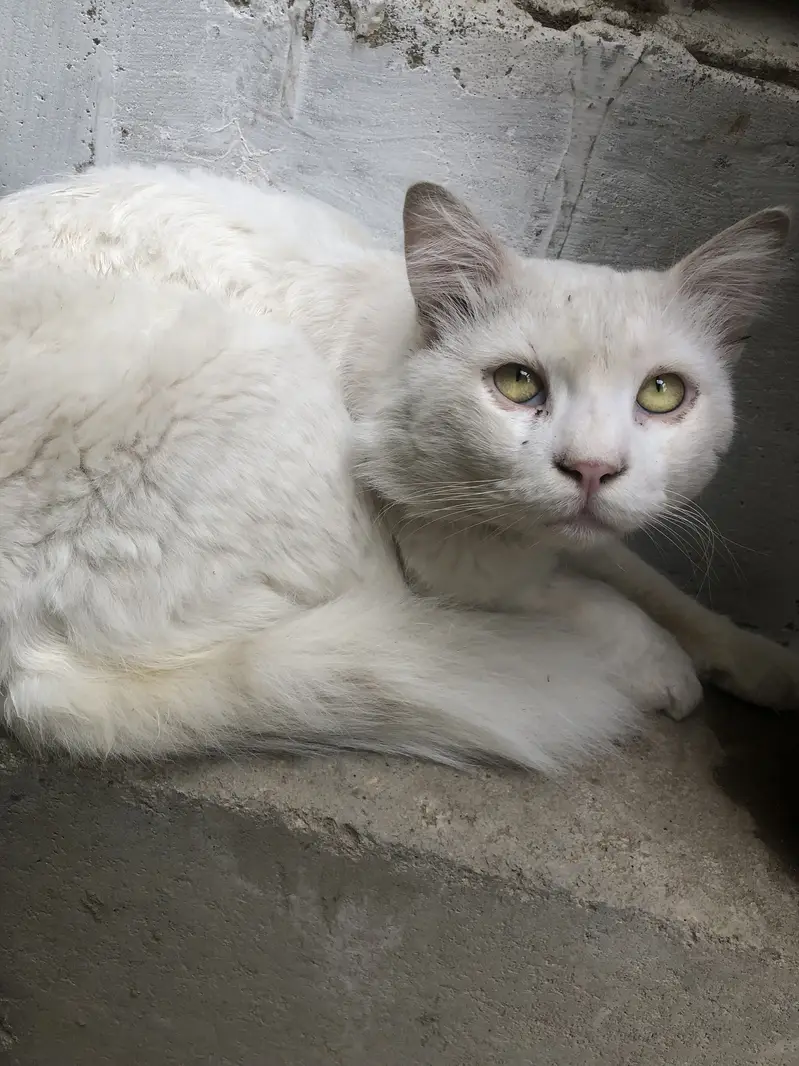 Cat for sale — photo 2